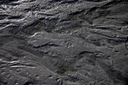 Animal tracks in mud on the dry lake bed of the Great Salt Lake in February.