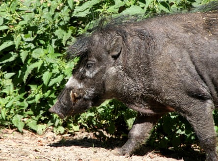 Male Visayan warty pig.