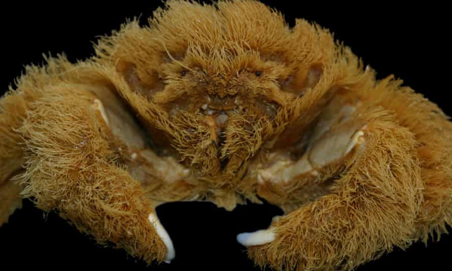 ‘Fluffy’ sponge crab (Lamarckdromia beagle).