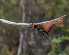 More than 80% of flying fox colony wiped out as January heatwaves kill thousands of bats