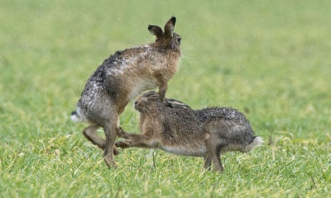 Brown hares in Norfolk engage in their mating ritual, March this year. 