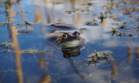 A 360 film of frog mating season