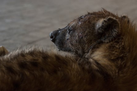 An injured hyena at Abbas’s farm