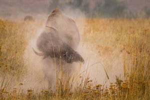 Montana, EUA. Um bull bison chafurda na terra na National Bison Range