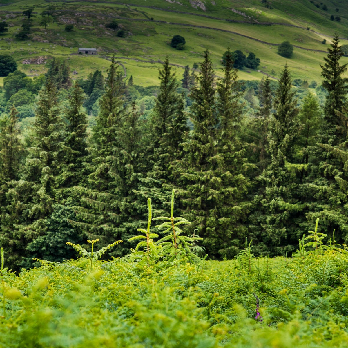 forestry commission business plan forestry commission business plan