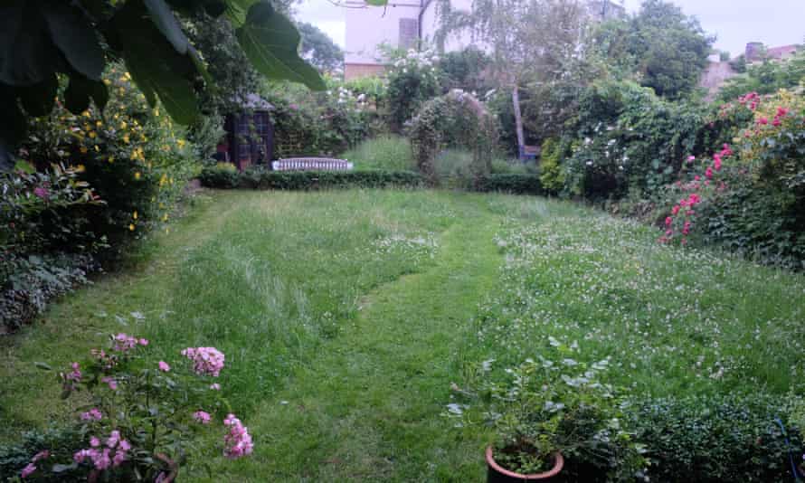 Peter Spring's lawn is now a haven for wildflowers and insects