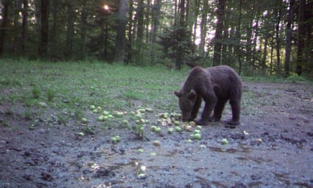 Feeding wild bears with unsaleable fruits and vegetables in Slovenia.
