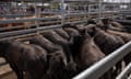 Cattle bidding at the Silverdale sale yards on 29 November 2023 at Silverdale, Queensland, Australia