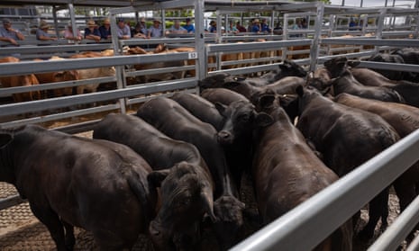 Cattle bidding at the Silverdale sale yards on 29 November 2023 at Silverdale, Queensland, Australia