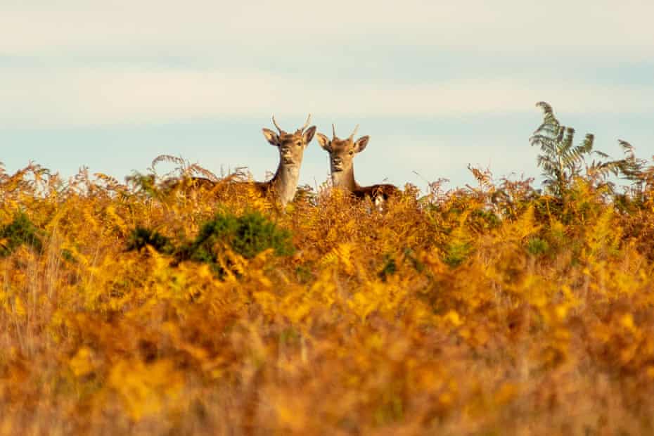 Surefire French Learning Package. 9 New Forest fallow deer among browning autumn bracken during the golden hour at the end of a sunny and warm day in October.