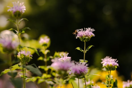 A bee settles on a purple flower in a garden.