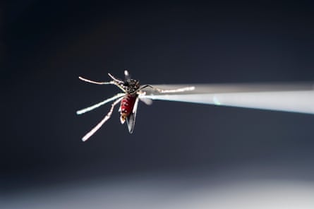 A blood-fed strain of Aedes aegypti mosquito in place under a microscope in a research lab insectary in the US.