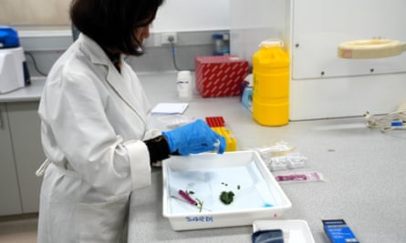 A scientist in a laboratory tests tomato samples for the brown rugose fruit virus