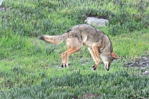 A coyote pounces on prey in Pacific Grove, California, US.