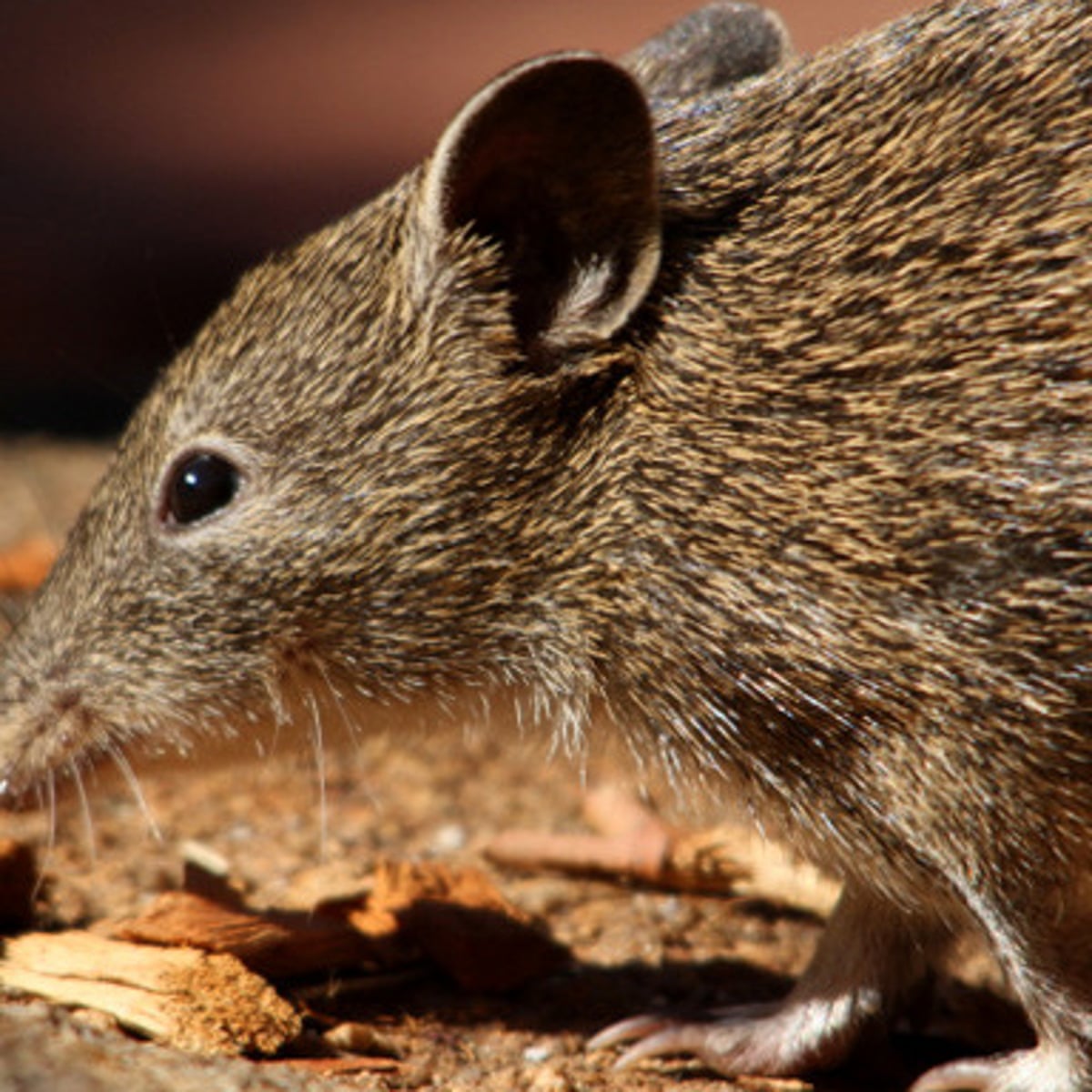 Silent Death Australia S Bushfires Push Countless Species To Extinction Bushfires The Guardian