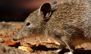 southern brown bandicoot