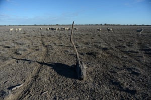 Sheep in a dry paddock at a drought-affected property near Lightning Ridge, NSW.
