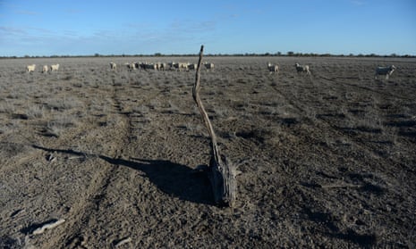 Marino sheep stand in a dry paddock at the drought effected “Bando” property near Lightning Ridge, NSW, 2014