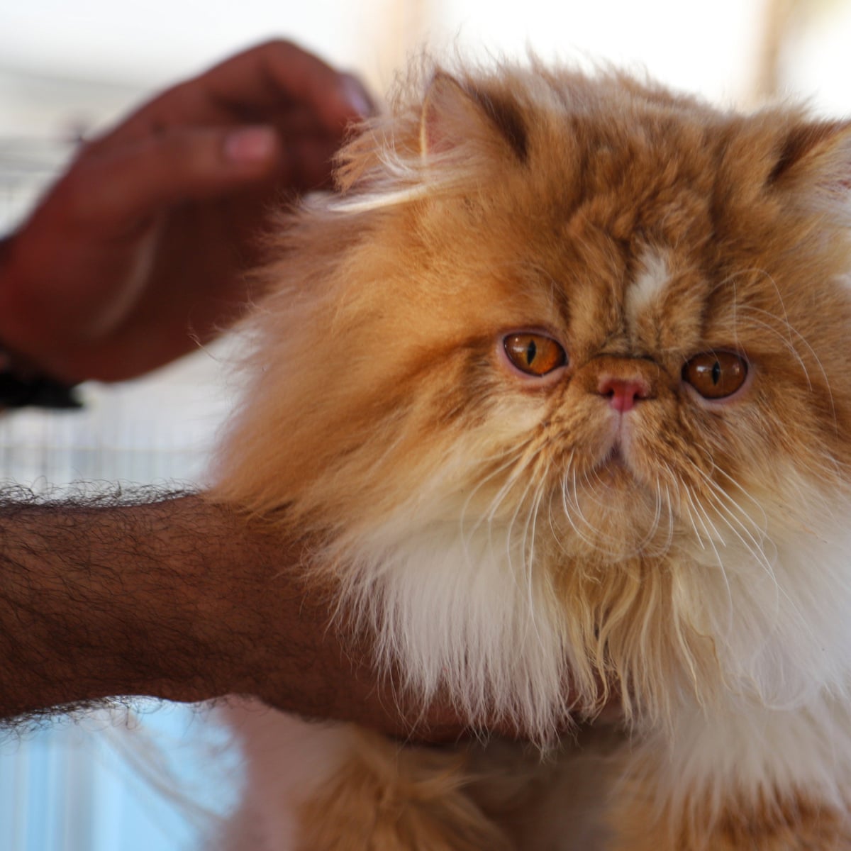 Pet Owners Urged To Avoid Their Cats And Dogs If They Have Covid Coronavirus The Guardian Pet Owners Urged To Avoid Their Cats And Dogs If They Have Covid Coronavirus The Guardian