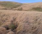 There’s an invader turning huge swathes of Britain into deserts – and these dead zones are spreading | George Monbiot