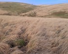 There’s an invader turning huge swathes of Britain into deserts – and these dead zones are spreading | George Monbiot