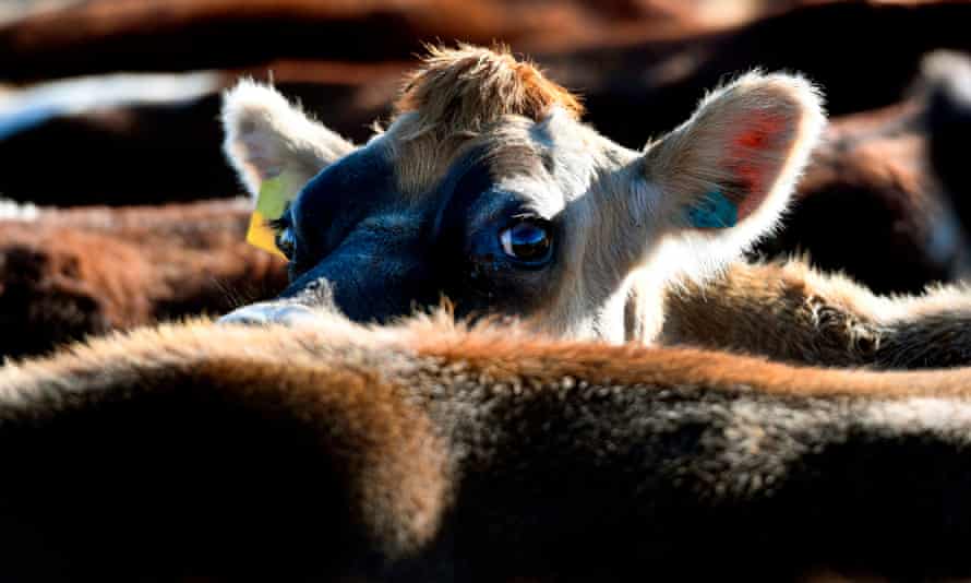 NZEALAND-EARNINGS-FOOD-DAIRY-FONTERRAA photo taken on May 31, 2018 shows cows being moved to a new paddock on a dairy farm near Cambridge. - New Zealand’s Fonterra, the world’s largest dairy cooperative, posted its first-ever annual loss on September 13, 2018, admitting it had let farmers down with over-optimistic financial forecasts. (Photo by William WEST / AFP)WILLIAM WEST/AFP/Getty Images