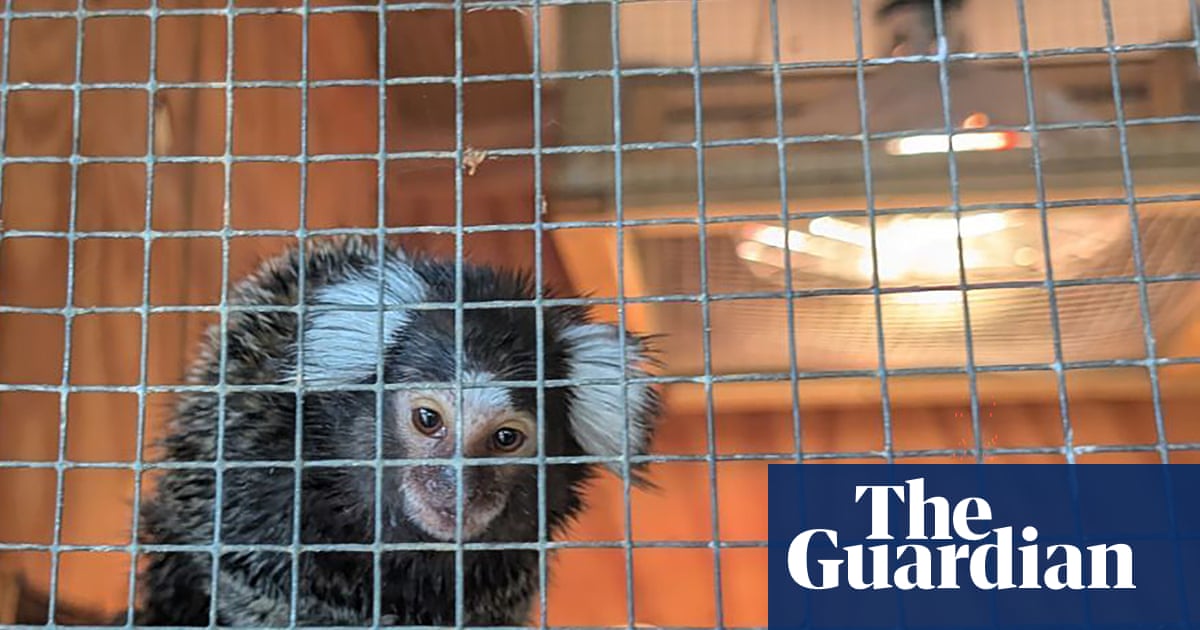 Abandoned monkey found in laundry bag on London bus