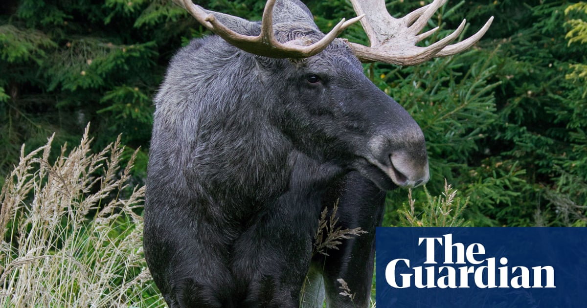 Elk could return to UK after 3,000 years in rewilding project