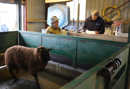 Weighing a sheep at Ross market