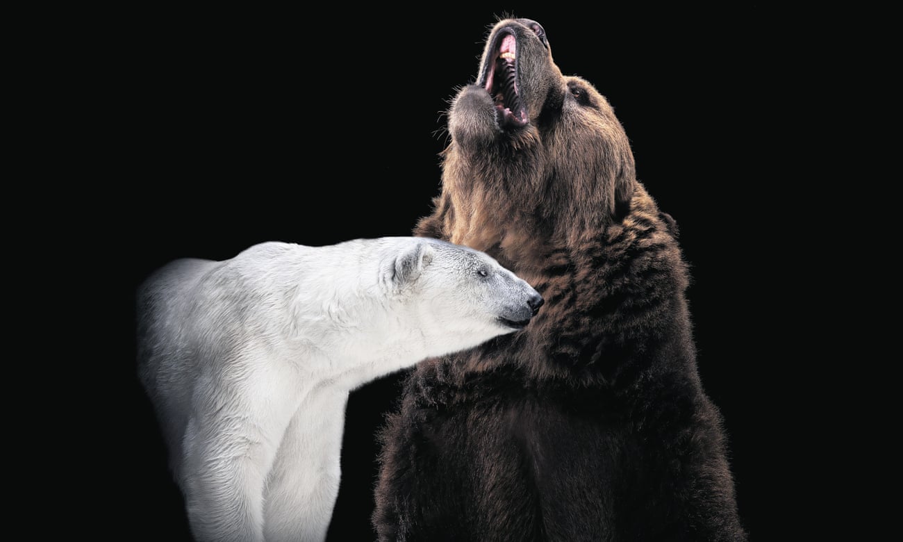 A grizzly bear and a polar bear