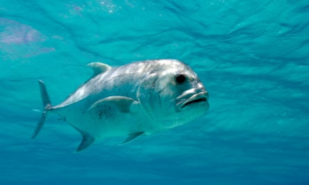 A giant trevally patrols the shallows of a lagoon.