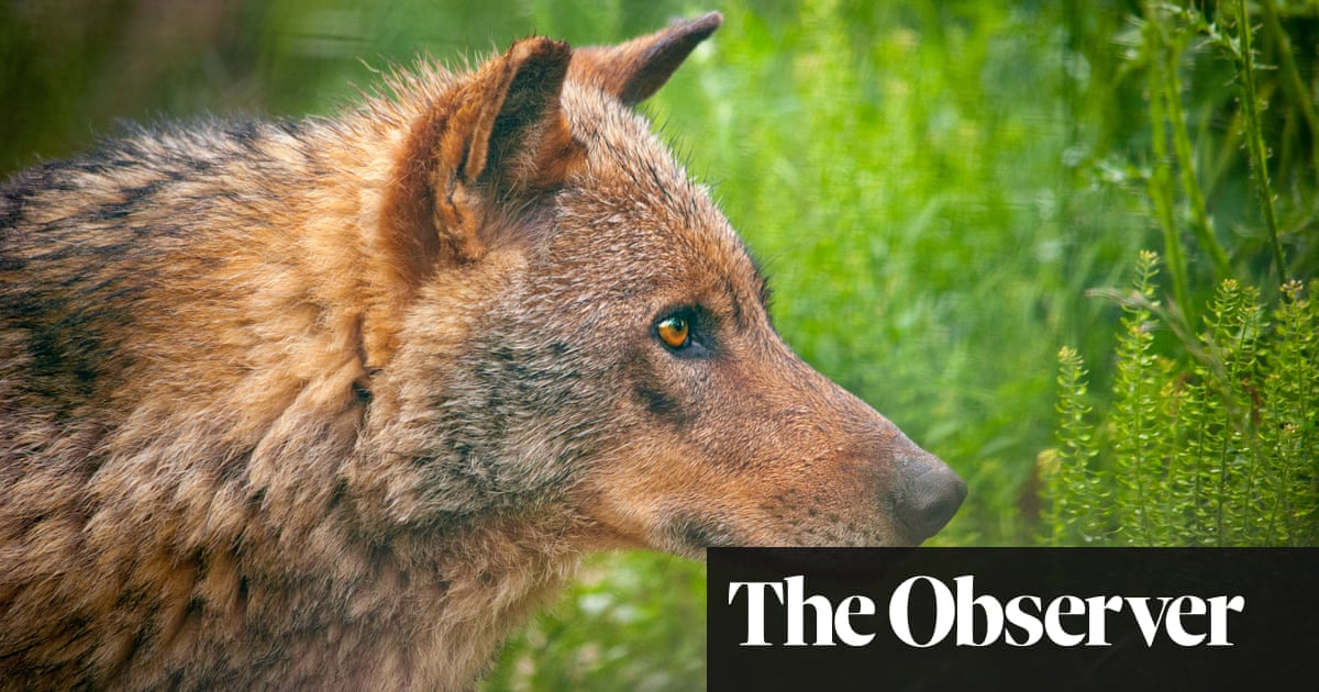 Spanish farmers deeply split as ban on hunting wolves is extended