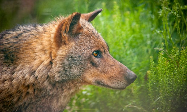 Spanish farmers deeply split as ban on hunting wolves is extended Spanish farmers deeply split as ban on hunting wolves is extended