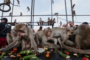 Monkeys eat fruit and vegetables during an annual monkey festival in Thailand