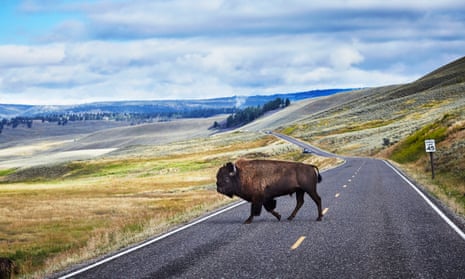 A bison crossing road in Yellowstone National Park, Wyoming.