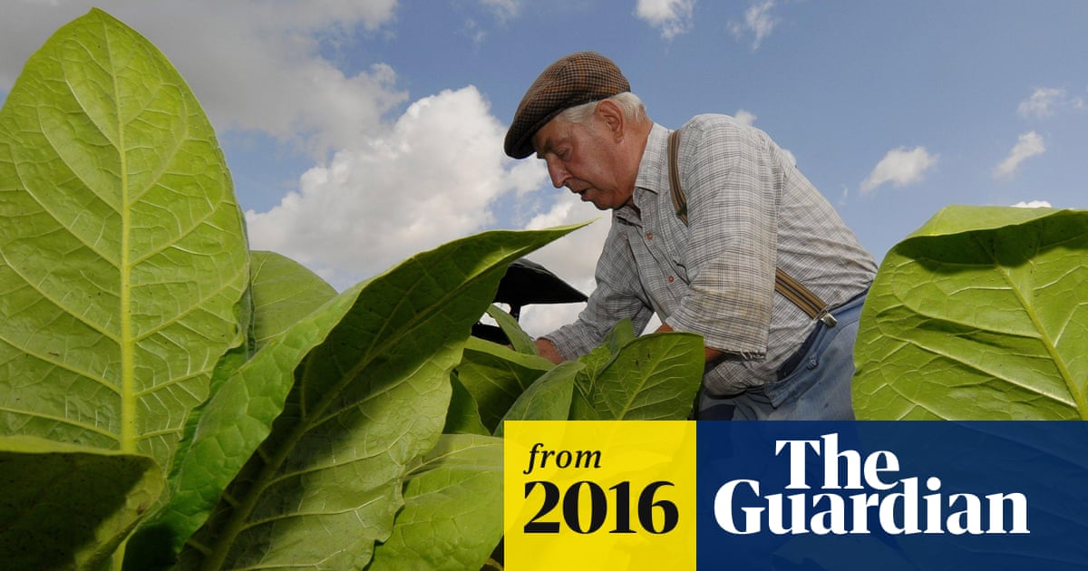 transplanting tobacco plants When should I transplant and what to do to collect seeds. : r/Homesteading Tobacco Plant Seedlings | Stock