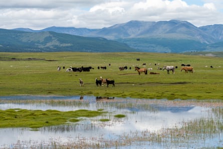 Goats, horses, and yak graze on the shore of Lake Hovsgol