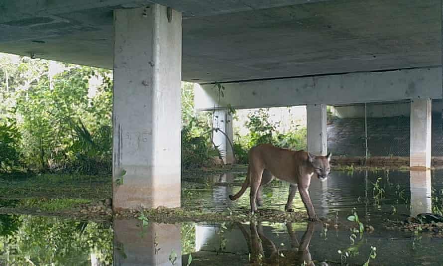 A Florida panther uses a wildlife crossing on Alligator Alley, Florida
