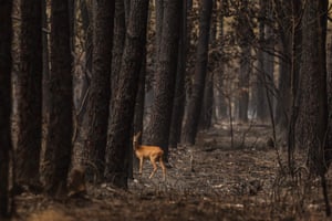 Belin-Beliet, França Uma corça observa em uma floresta queimada após um incêndio em Gironde do Sul