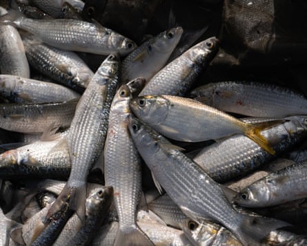 Como as 'Galápagos da África Ocidental' são saqueadas por fábricas flutuantes de peixe
