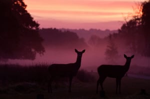 Two female deer are silhouetted before sunrise during the annual rutting season in Richmond Park, London.