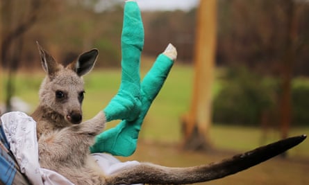 An orphaned joey whose feet were burned in the NSW south coast bushfires in January 2020