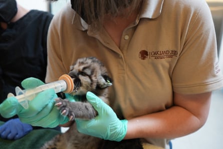 person holds small mountain lion