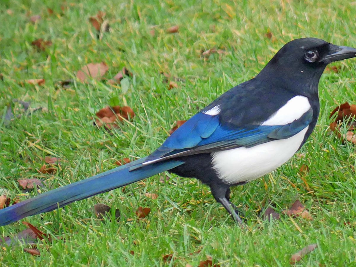 Magpie Bird 