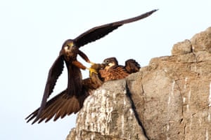 Winner - 2020, Rising Star Portfolio: Eleonora’s gift by Alberto Fantoni, Italy.  On the steep cliffs of a Sardinian island, a male Eleonora’s falcon brings his mate food – a small migrant, probably a lark, snatched from the sky as it flew over the Mediterranean.