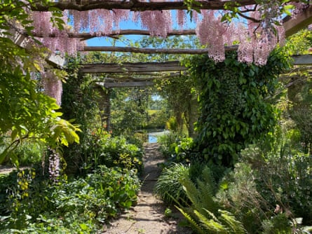Wisteria hanging in a walled garden over a path leading to a water feature