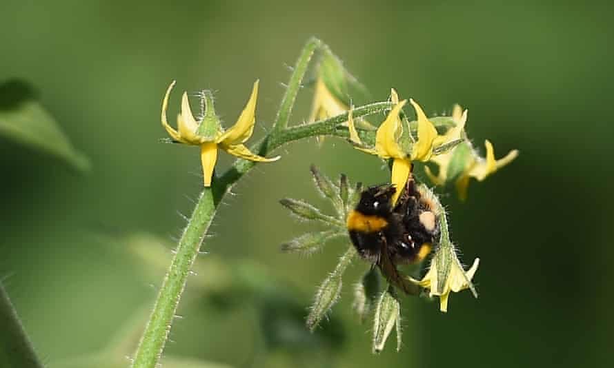 A bumble bee lands on a tomato flower in Suffolk, UK.