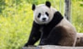 A two-year-old giant panda sits among logs and smiles at the camera