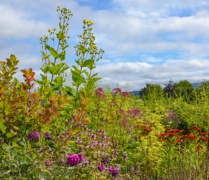 The yellow silphium perfoliatum soars above autumn perennials.