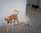 Woman dies of rabies in Yorkshire after contact with dog in Morocco